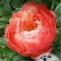 10 PCS Seeds Peony Flower Bonsai Garden and Potted Plants Paeonia Suffruticosa Tree