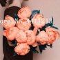 10 PCS Seeds Peony Flower Bonsai Garden and Potted Plants Paeonia Suffruticosa Tree