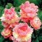 10 PCS Seeds Peony Flower Bonsai Garden and Potted Plants Paeonia Suffruticosa Tree