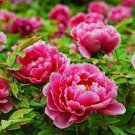 20 PCS Seeds Peony Flower Seeds Pink Double Flowers