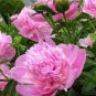 20 PCS Seeds Peony Flower Seeds Pink Double Flowers