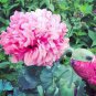20 PCS Seeds Peony Flower Seeds Pink Double Flowers