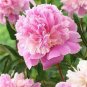 10 PCS Seeds Peony Flowers Seeds Double Petals Mixed