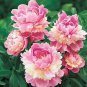 10 PCS Seeds Peony Flowers Seeds Double Petals Mixed