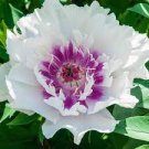 20 PCS Seeds Peony Flowers Seeds White Damask with Light Blue Centre Double Flowers 20 PCS Seeds Peony Flowers Seeds White Damask with Light Blue Centre Double Flowers
