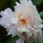 20 PCS Seeds Peony Flowers Seeds White Damask with Light Blue Centre Double Flowers