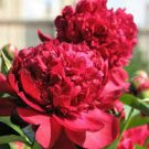5 PCS Seeds Peony Mixed 6 Types Shrub Flower