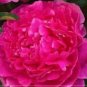 5 PCS Seeds Peony Mixed 6 Types Shrub Flower