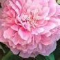 5 PCS Seeds Peony Mixed 6 Types Shrub Flower