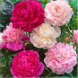 5 PCS Seeds Peony Mixed 6 Types Shrub Flower