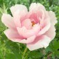 5 PCS Seeds Peony Mr.zhao Pink Big Blooms Flower