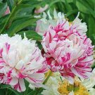 5 PCS Seeds Peony Pink Petals with Dark Red Stripe Perennal Flower