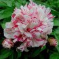 5 PCS Seeds Peony Pink Petals with Dark Red Stripe Perennal Flower