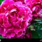 5 PCS Seeds Peony Pink Petals with Dark Red Stripe Perennal Flower