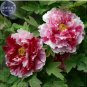 5 PCS Seeds Peony Pink Petals with Dark Red Stripe Perennal Flower