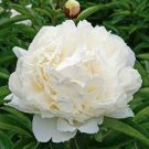 5 PCS Seeds Peony Purely White Cream White Flower