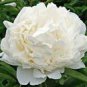 5 PCS Seeds Peony Purely White Cream White Flower