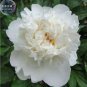 5 PCS Seeds Peony Purely White Cream White Flower