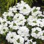 5 PCS Seeds Peony Purely White 'New Brige' Flower Seeds big blooms home