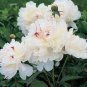 5 PCS Seeds Peony Purely White 'New Brige' Flower Seeds big blooms home