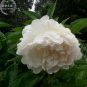 5 PCS Seeds Peony Purely White 'New Brige' Flower Seeds big blooms home