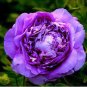 5 PCS Seeds Peony Purple European Rose-typed Flower