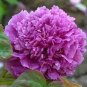 5 PCS Seeds Peony Purple European Rose-typed Flower