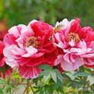 20 PCS Seeds Peony Seeds Double Flowers