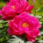 20 PCS Seeds Peony Seeds Double Flowers