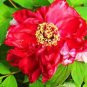 20 PCS Seeds Peony Seeds Double Flowers