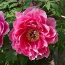 5 PCS Seeds Peony Peach-red Golden Perennial Tree Flower