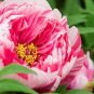 5 PCS Seeds Peony Peach-red Golden Perennial Tree Flower
