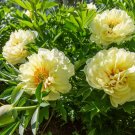 12 PCS Seeds Peony Seeds Peony Variety Peony 'Prairie Charm'