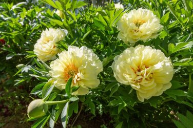 12 PCS Seeds Peony Seeds Peony Variety Peony 'Prairie Charm'