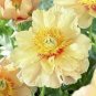 12 PCS Seeds Peony Seeds Peony Variety Peony 'Prairie Charm'