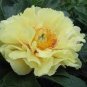 12 PCS Seeds Peony Seeds Peony Variety Peony 'Prairie Charm'