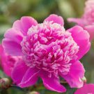 5 PCS Seeds Peony Short Purple Petals Big Ball Centre Flower 5 PCS Seeds Peony Short Purple Petals Big Ball Centre Flower