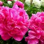 5 PCS Seeds Peony Short Purple Petals Big Ball Centre Flower