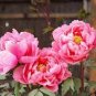 5 PCS Seeds Peony Short Purple Petals Big Ball Centre Flower
