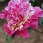 5 PCS Seeds Peony Short Purple Petals Big Ball Centre Flower