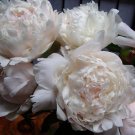 50 PCS Seeds Peony Sorbet Robust Cream White Yellow Double Flowers