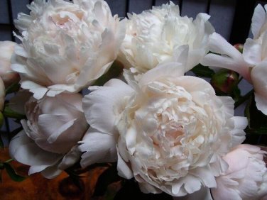 50 PCS Seeds Peony Sorbet Robust Cream White Yellow Double Flowers