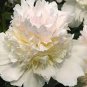50 PCS Seeds Peony Sorbet Robust Cream White Yellow Double Flowers