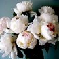 50 PCS Seeds Peony Sorbet Robust Cream White Yellow Double Flowers