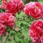 1000 PCS Seeds Peony Sorbet Robust Cream White Yellow Double Flowers