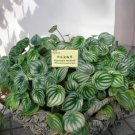 100 PCS Seeds Peperomia sandersii Piperaceae Watermelon Peperomia Evergreen Ornamental Plants