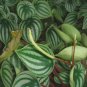 100 PCS Seeds Peperomia sandersii Piperaceae Watermelon Peperomia Evergreen Ornamental Plants