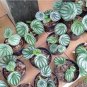 100 PCS Seeds Peperomia sandersii Piperaceae Watermelon Peperomia Evergreen Ornamental Plants