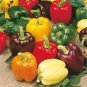 50 PCS Seeds Pepper