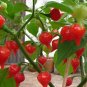 15 PCS Seeds Pepper Biquinho Chupetinha Red Yellow Pepper